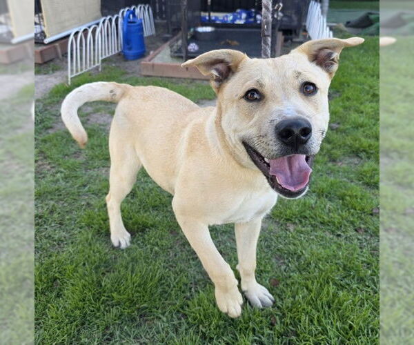 Medium Photo #1 Labrador Retriever-Unknown Mix Puppy For Sale in Long Beach, CA, USA