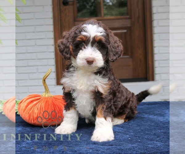 Medium Photo #1 Bernedoodle (Miniature) Puppy For Sale in NARVON, PA, USA
