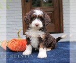 Millie - Female Bernedoodle (Miniature) Puppy for Sale - Small photo