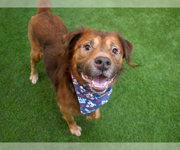 Medium Photo #4 Australian Kelpie-Labrador Retriever Mix Puppy For Sale in Brewster, NY, USA