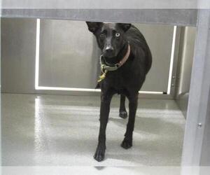 Labrador Retriever-Unknown Mix Dogs for adoption in Orange, CA, USA