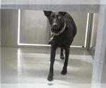 Small Labrador Retriever Mix