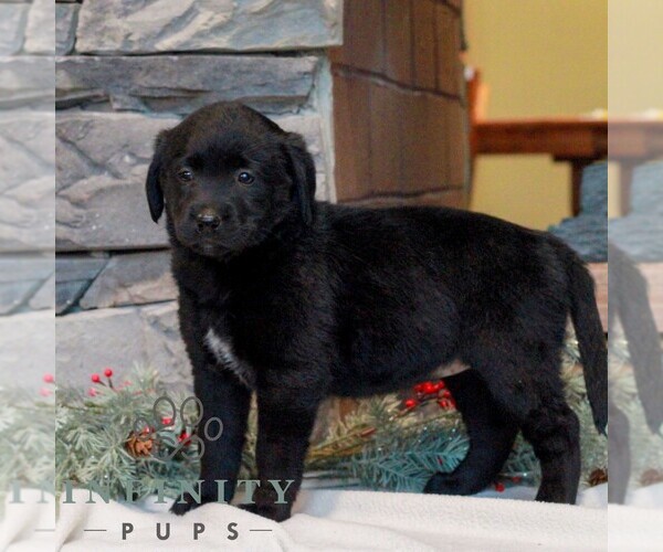 Medium Photo #4 Labrador Retriever-Miniature Bernedoodle Mix Puppy For Sale in LEBANON, PA, USA