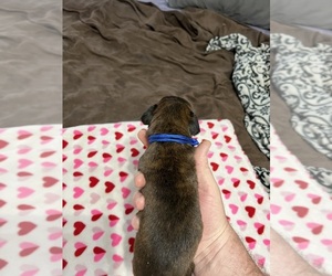 Boxer Puppy for sale in BLOOMINGTON, IL, USA