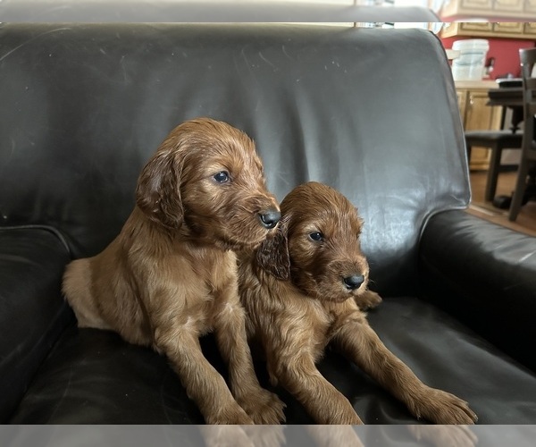 Medium Photo #5 Irish Setter Puppy For Sale in ONEONTA, NY, USA