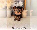 Small #3 Yorkshire Terrier