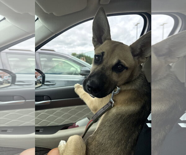 Medium Photo #5 Mutt Puppy For Sale in Fenton, MO, USA