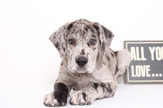 Great Dane Puppy for sale in NAPLES, FL, USA
