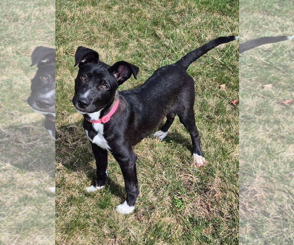 Medium Photo #1 Mutt Puppy For Sale in Germantown, OH, USA