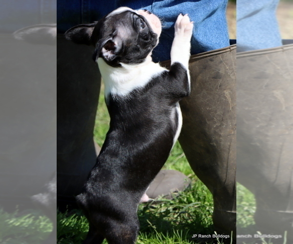 Medium Photo #23 Boston Terrier Puppy For Sale in WINNSBORO, TX, USA