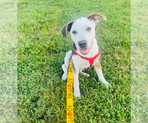 Medium Photo #4 Mutt Puppy For Sale in Holly Springs, NC, USA