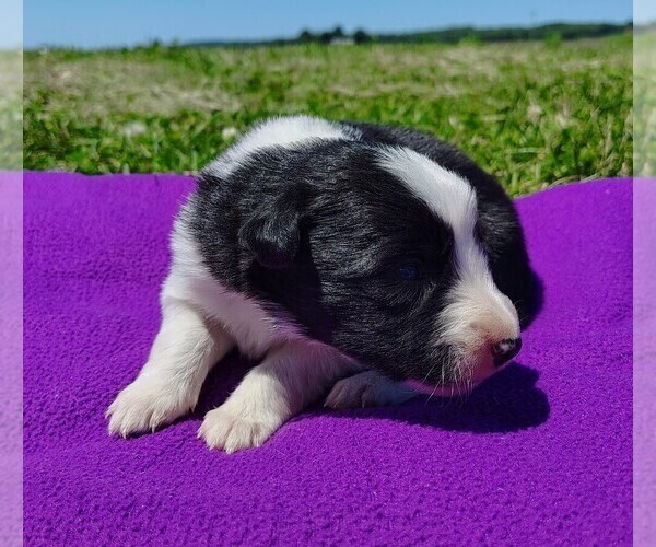 Medium Photo #120 Border Collie Puppy For Sale in NORBORNE, MO, USA