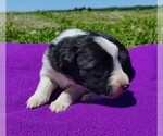 Small Photo #120 Border Collie Puppy For Sale in NORBORNE, MO, USA