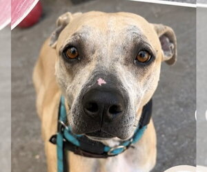 Mutt Dogs for adoption in Jackson , NJ, USA