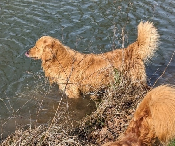 Medium Photo #1 Golden Retriever Puppy For Sale in WOOSTER, OH, USA