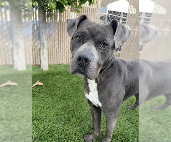 Medium Photo #2 Mutt Puppy For Sale in Chula Vista, CA, USA