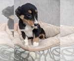 Small Photo #3 Australian Shepherd Puppy For Sale in ARCOLA, IL, USA