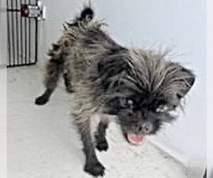 Cheeks Dogs for adoption in Houston, TX, USA