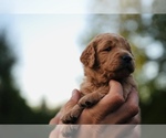 Puppy Legend Goldendoodle (Miniature)