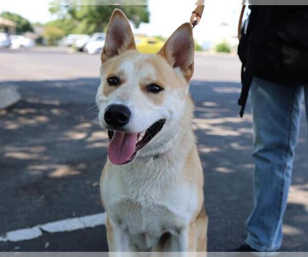 Medium Photo #2 German Shepherd Dog-Unknown Mix Puppy For Sale in Martinez, CA, USA
