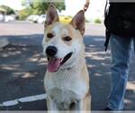Small #1 German Shepherd Dog Mix