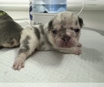 Puppy 5 French Bulldog