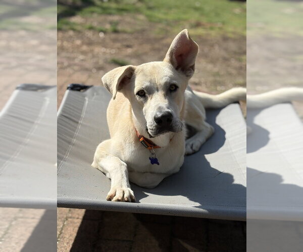 Medium Photo #11 Anatolian Pyrenees Puppy For Sale in Oak Bluffs, MA, USA