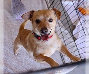 Chiweenie Dogs for adoption in Dana Point, CA, USA