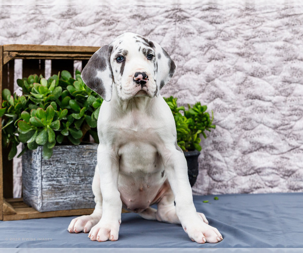 Medium Photo #6 Great Dane Puppy For Sale in WAKARUSA, IN, USA