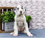 Small #5 Great Dane