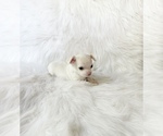 Small #1 Chihuahua