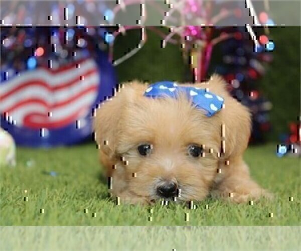 Medium Photo #8 Morkie Puppy For Sale in MIAMI BEACH, FL, USA
