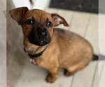 Small Photo #14 Black Mouth Cur-Unknown Mix Puppy For Sale in Wakefield, RI, USA