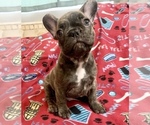 Small Photo #1 French Bulldog Puppy For Sale in PEORIA, AZ, USA