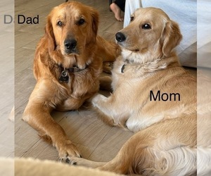 Father of the Golden Retriever puppies born on 07/29/2025