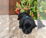 Small #12 Labrador Retriever