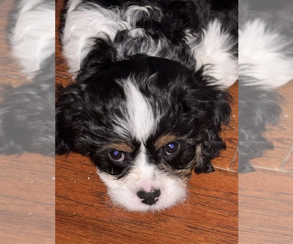 Medium Photo #3 Cavachon Puppy For Sale in OLYMPIA, WA, USA