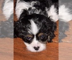 Small Photo #15 Cavachon Puppy For Sale in OLYMPIA, WA, USA