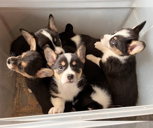 Pembroke Welsh Corgi Litter for sale in ROCKFORD, IL, USA