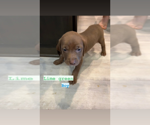 Medium Photo #4 Labmaraner Puppy For Sale in GEORGETOWN, TX, USA