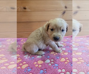 Golden Retriever Puppy for sale in WILLIAMSTOWN, KY, USA