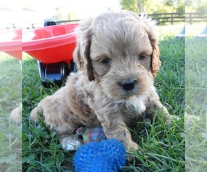 Cockapoo Puppy for sale in CARLISLE, KY, USA