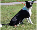 Small #1 Border Collie