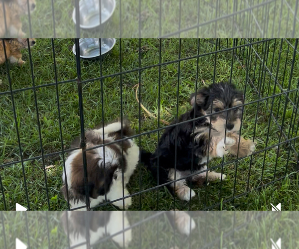 Medium Photo #6 Yo-Chon Puppy For Sale in MOUNT PLEASANT, MI, USA