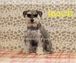 Small Photo #1 King Schnauzer Puppy For Sale in DENVER, PA, USA