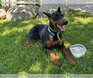 Doberman Pinscher Dogs for adoption in Rancho Cucamonga, CA, USA