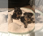 Small Photo #1 Yorkshire Terrier Puppy For Sale in BATTLE GROUND, WA, USA