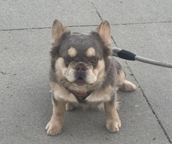 Medium Photo #1 French Bulldog Puppy For Sale in MURRIETA, CA, USA