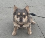 Small Photo #1 French Bulldog Puppy For Sale in MURRIETA, CA, USA