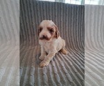 Small Photo #9 Cavapoo (Miniature) Puppy For Sale in STANLEY, WI, USA